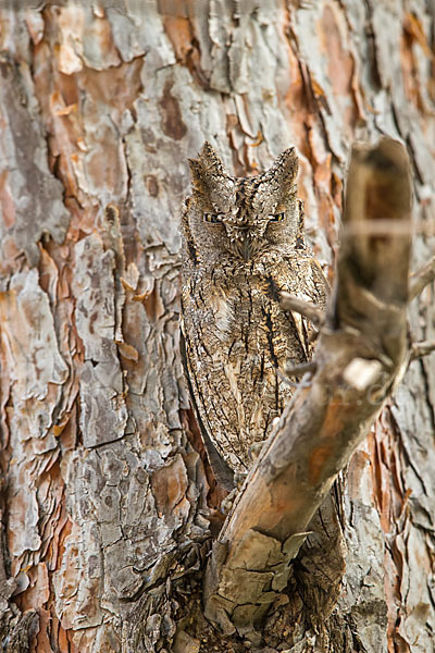 Zwergohreule (Otus scops)