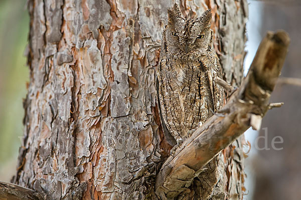 Zwergohreule (Otus scops)