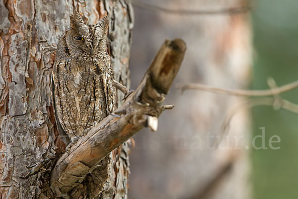 Zwergohreule (Otus scops)