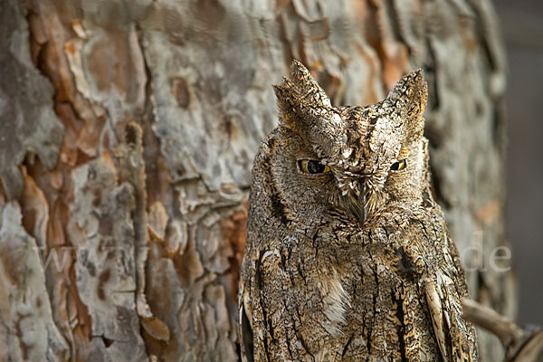 Zwergohreule (Otus scops)