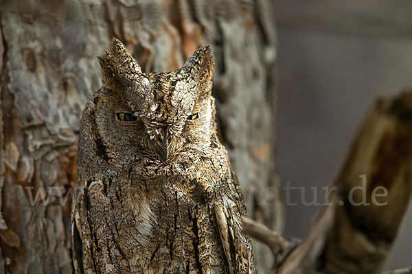 Zwergohreule (Otus scops)