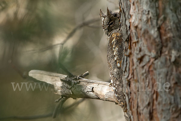 Zwergohreule (Otus scops)