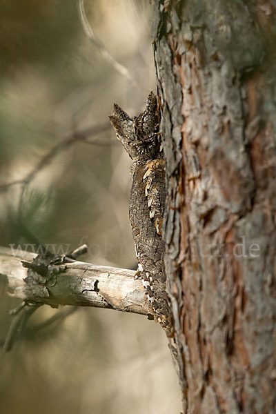 Zwergohreule (Otus scops)