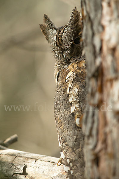 Zwergohreule (Otus scops)