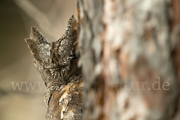 Zwergohreule (Otus scops)