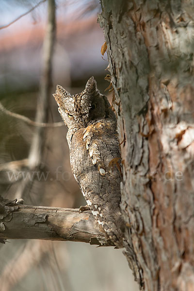 Zwergohreule (Otus scops)