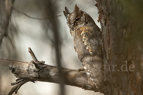 Zwergohreule (Otus scops)