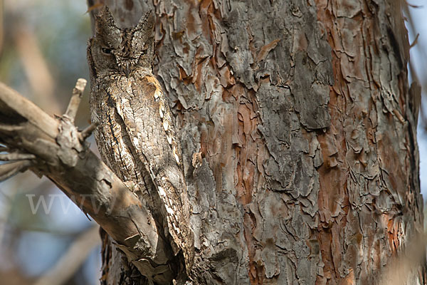 Zwergohreule (Otus scops)