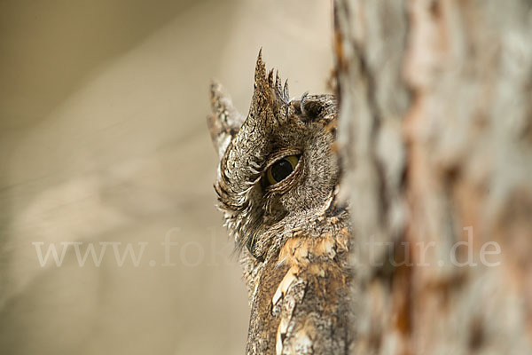 Zwergohreule (Otus scops)