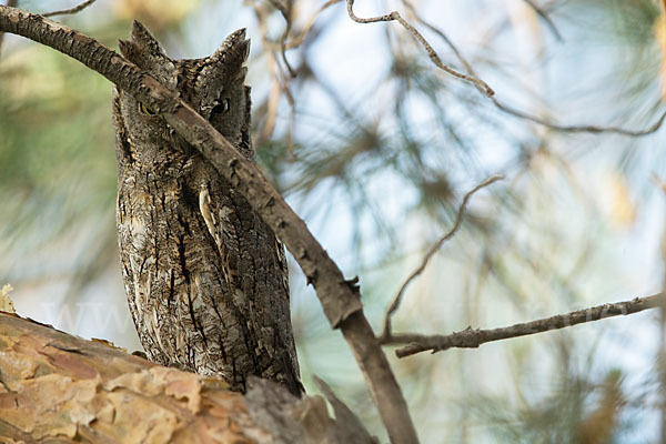 Zwergohreule (Otus scops)