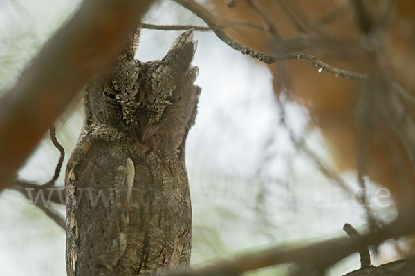 Zwergohreule (Otus scops)