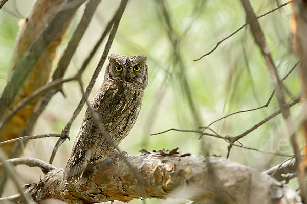 Zwergohreule (Otus scops)