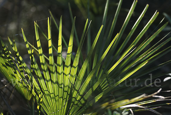 Zwergpalme (Chamaerops humilis)