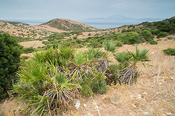 Zwergpalme (Chamaerops humilis)