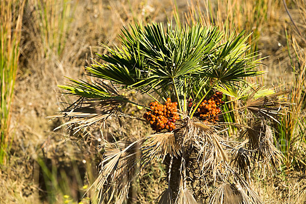 Zwergpalme (Chamaerops humilis)