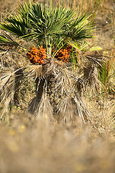 Zwergpalme (Chamaerops humilis)