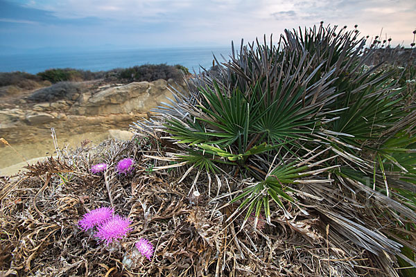 Zwergpalme (Chamaerops humilis)