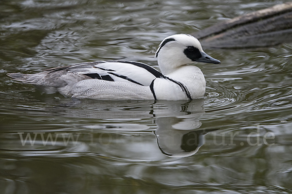 Zwergsäger (Mergus albellus)