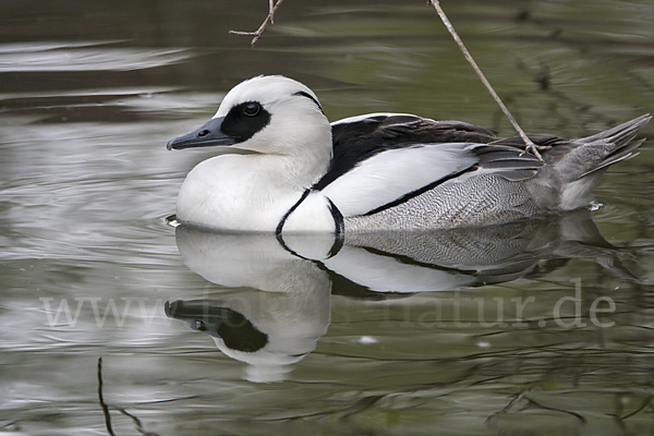 Zwergsäger (Mergus albellus)
