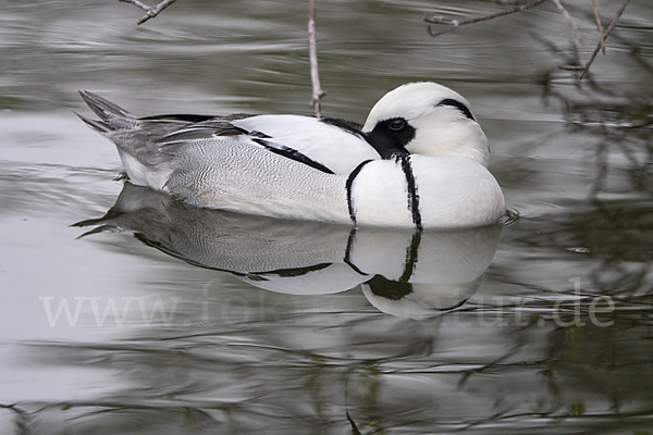 Zwergsäger (Mergus albellus)