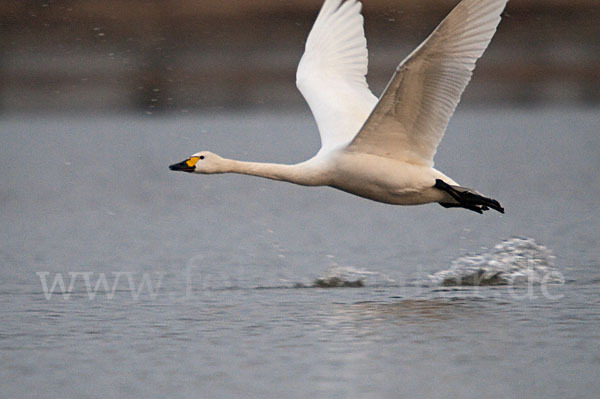 Zwergschwan (Cygnus columbianus)