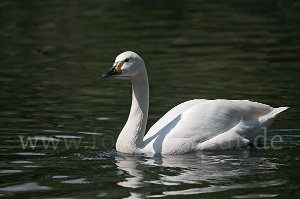 Zwergschwan (Cygnus columbianus)