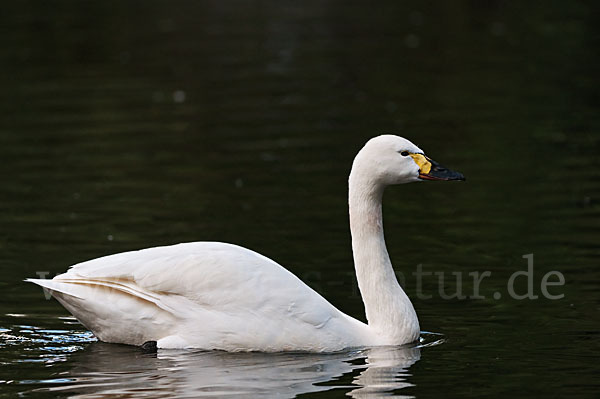 Zwergschwan (Cygnus columbianus)