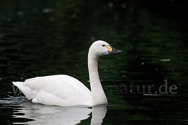 Zwergschwan (Cygnus columbianus)