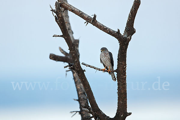 Zwergsperber (Accipiter minullus)