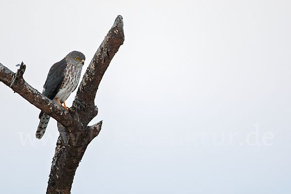 Zwergsperber (Accipiter minullus)