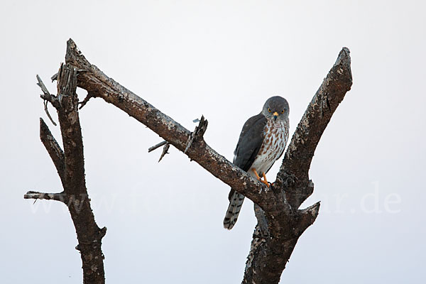 Zwergsperber (Accipiter minullus)