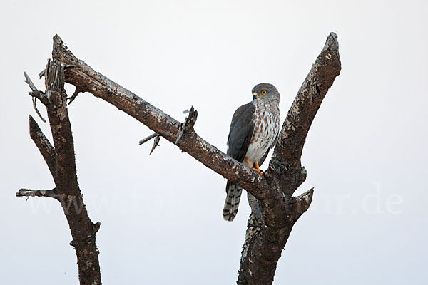 Zwergsperber (Accipiter minullus)