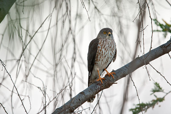 Zwergsperber (Accipiter minullus)