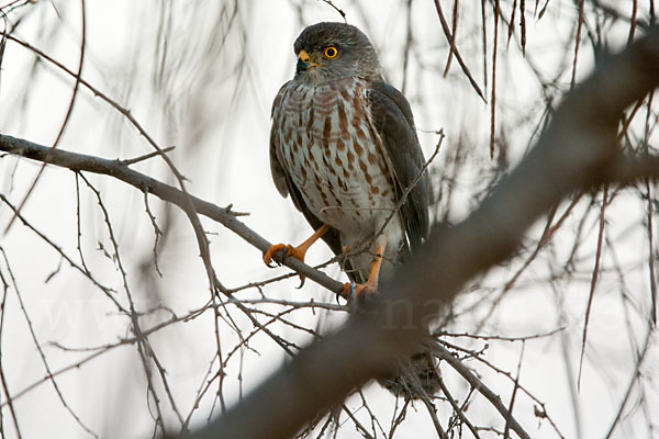 Zwergsperber (Accipiter minullus)