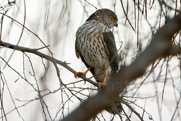 Zwergsperber (Accipiter minullus)