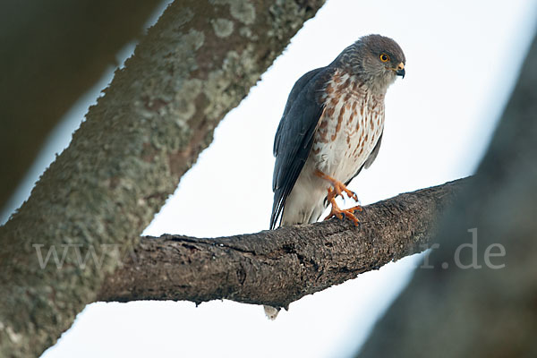 Zwergsperber (Accipiter minullus)