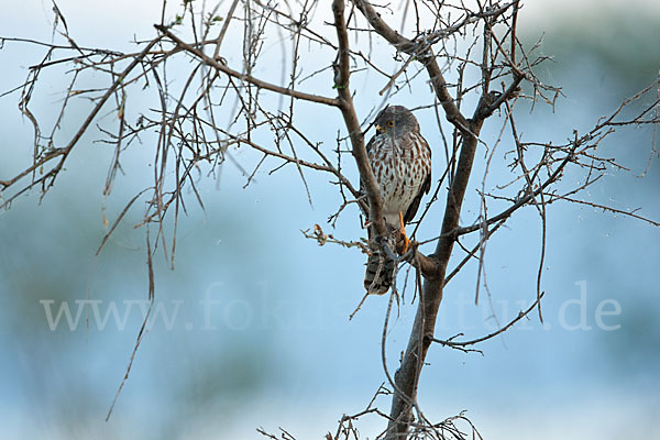 Zwergsperber (Accipiter minullus)