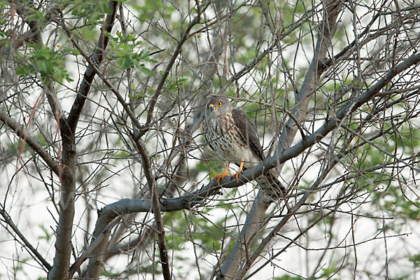 Zwergsperber (Accipiter minullus)