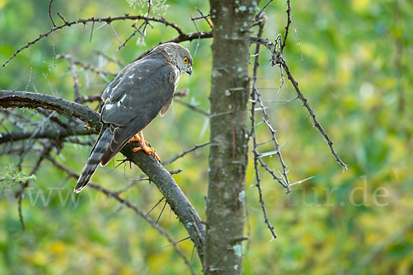 Zwergsperber (Accipiter minullus)