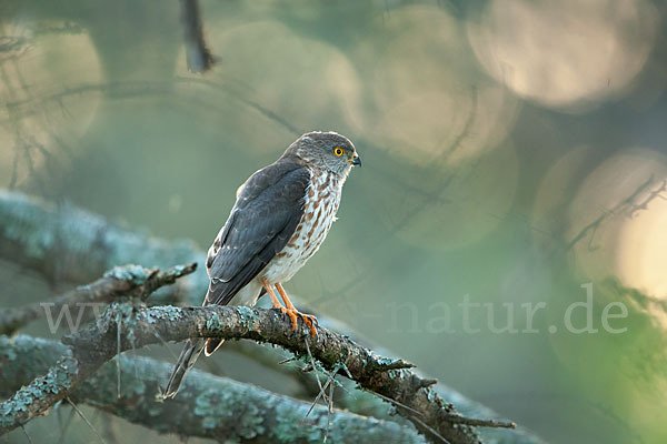 Zwergsperber (Accipiter minullus)