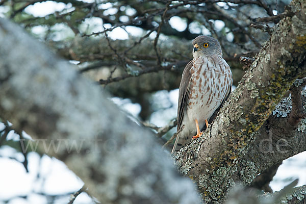 Zwergsperber (Accipiter minullus)