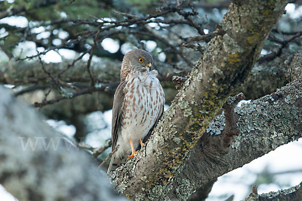 Zwergsperber (Accipiter minullus)