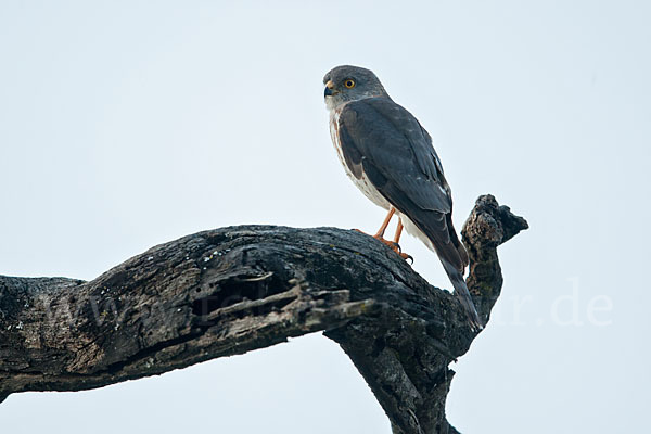 Zwergsperber (Accipiter minullus)