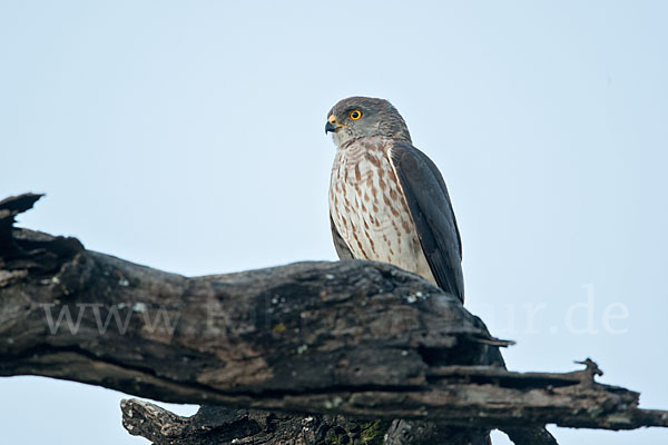 Zwergsperber (Accipiter minullus)