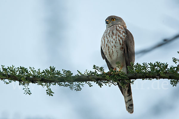 Zwergsperber (Accipiter minullus)