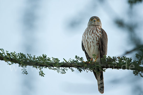 Zwergsperber (Accipiter minullus)