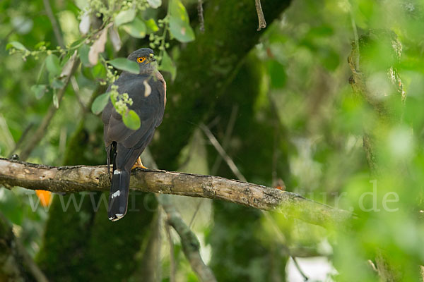 Zwergsperber (Accipiter minullus)