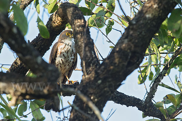 Zwergsperber (Accipiter minullus)