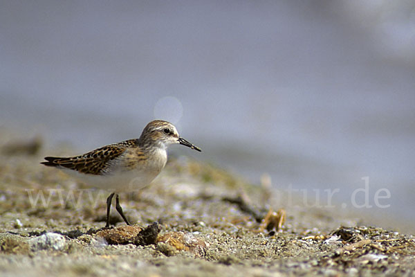 Zwergstrandläufer (Calidris minuta)