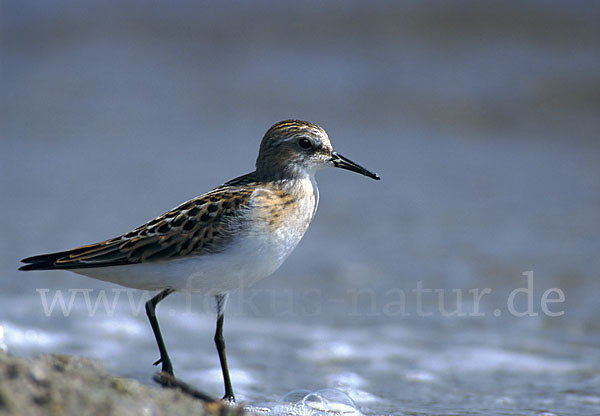 Zwergstrandläufer (Calidris minuta)